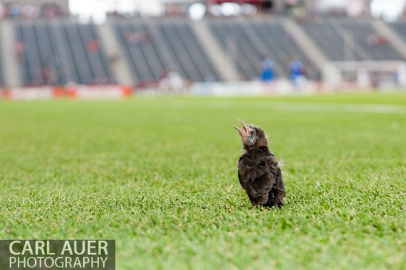 June 15th, 2013 - A juvenile bird sits on the pitch taking in the pre game warm ups prior to the start of the MLS match between San Jose Earthquake and the Colorado Rapids at Dick's Sporting Goods Park in Commerce City, CO